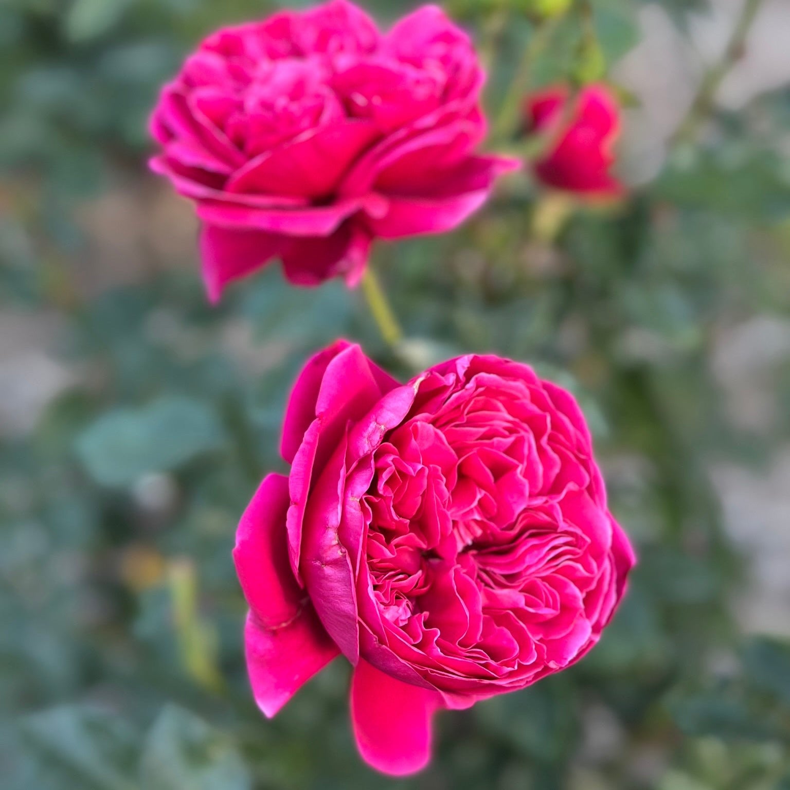 Two vibrant magenta-pink roses in full bloom with green leaves and stems, set against a soft, blurred garden background.