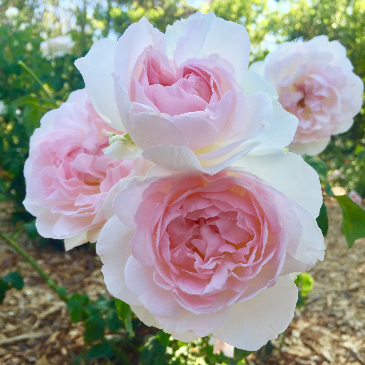 David Austin® Sharifa Asma Potted Rose Bush