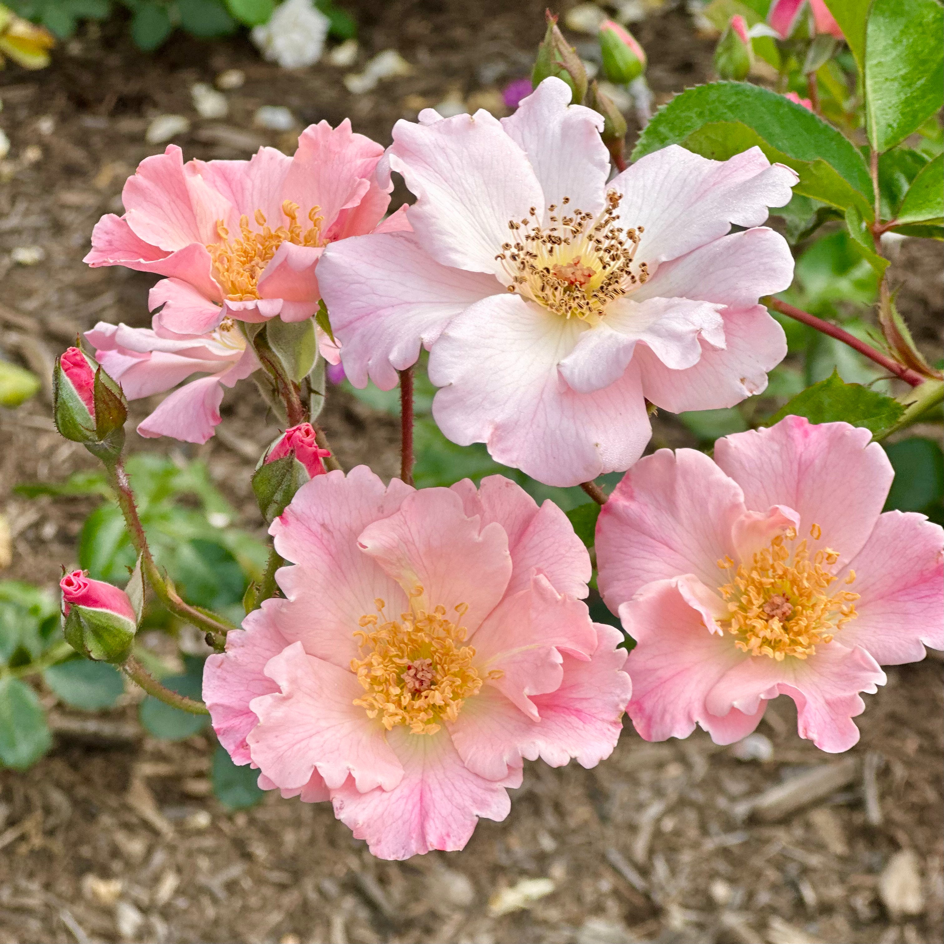 Sparrieshoop Potted Rose Bush