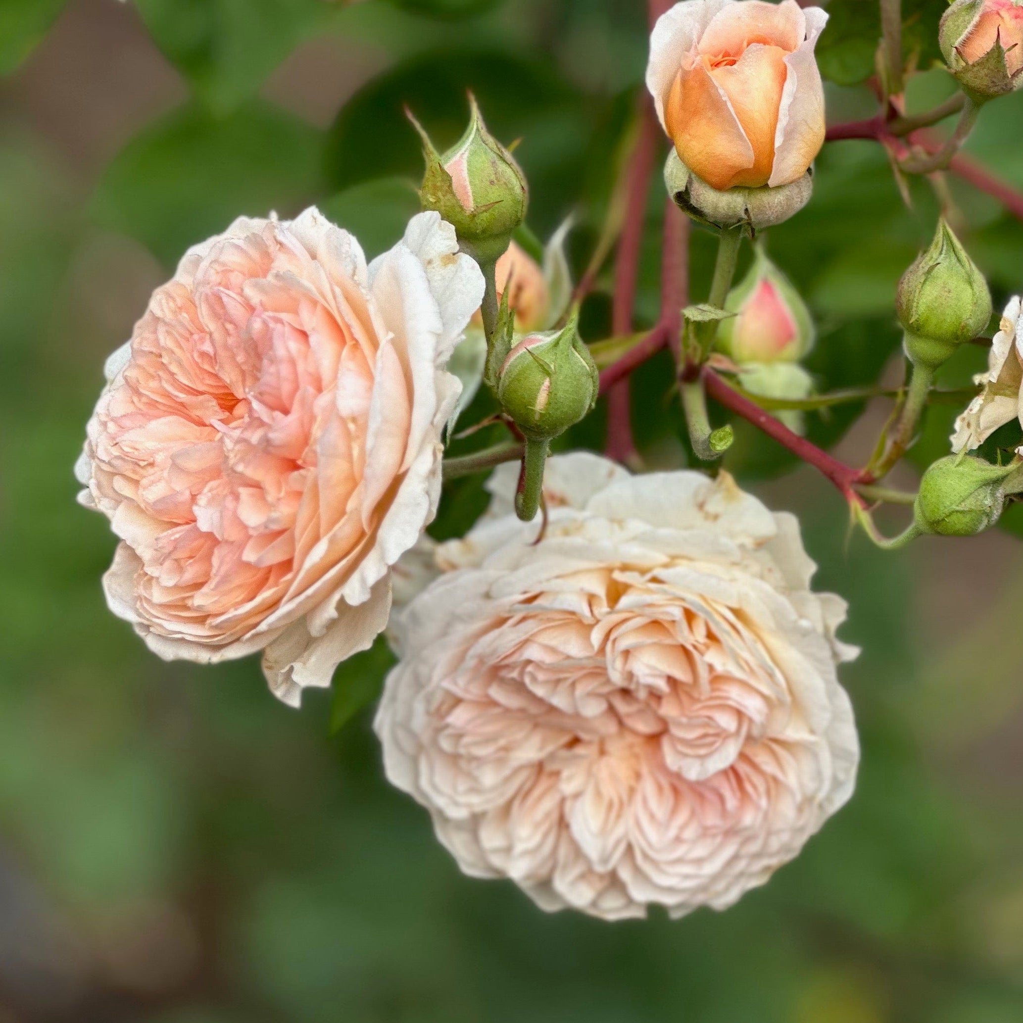 Jules Verne Potted Rose Bush