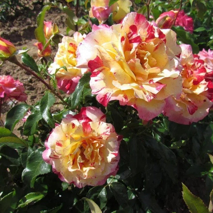 Camille Pissarro™ Potted Rose Bush