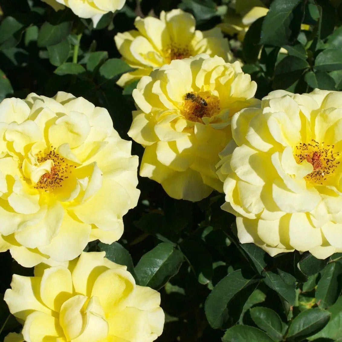 Bee Heaven™ Potted Rose Bush