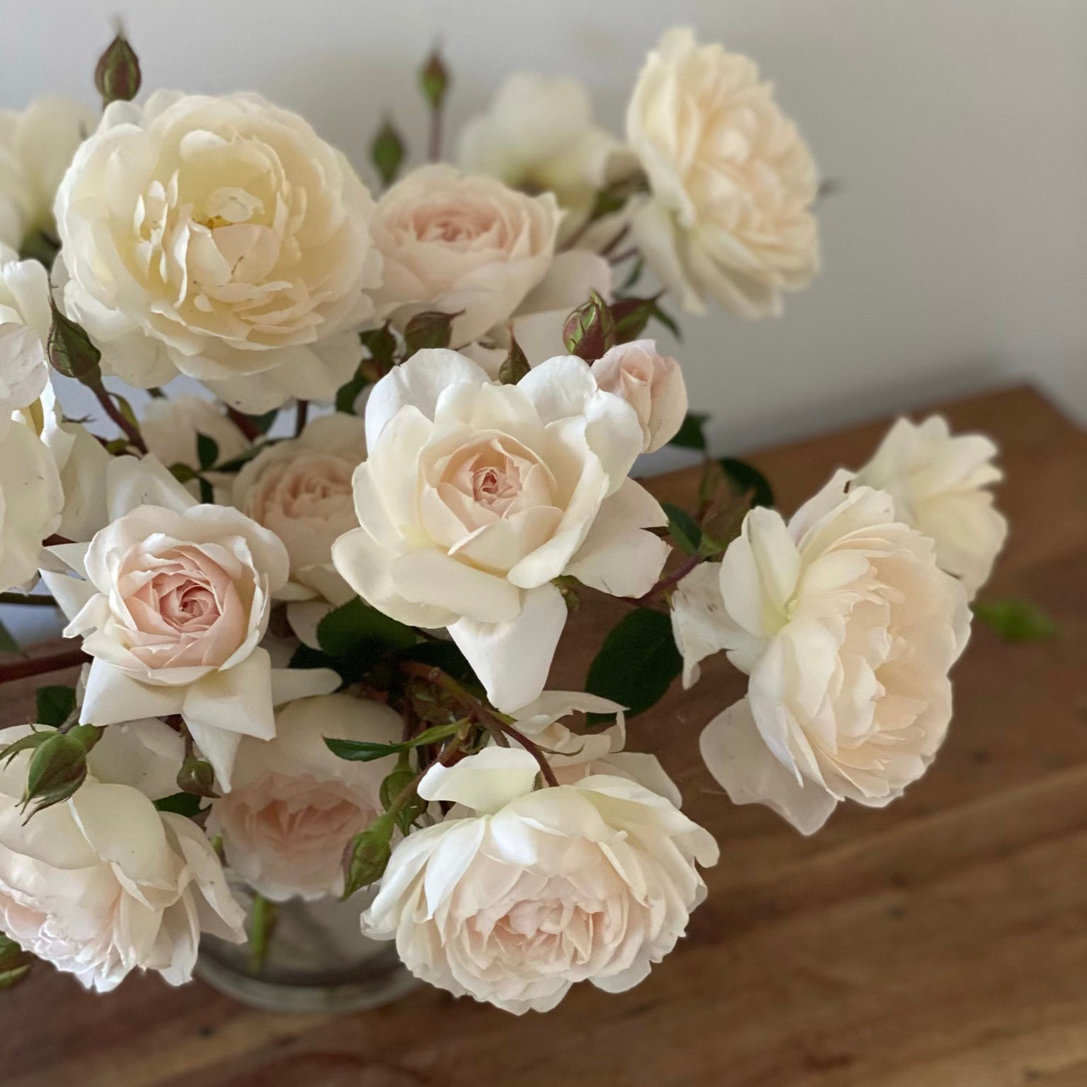 David Austin® Desdemona™ Potted Rose Rose