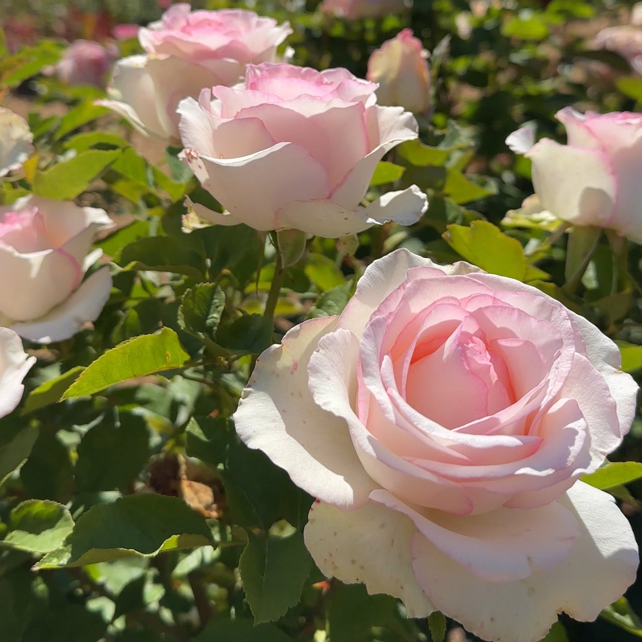 Moonstone® Bare Root Rose Bush