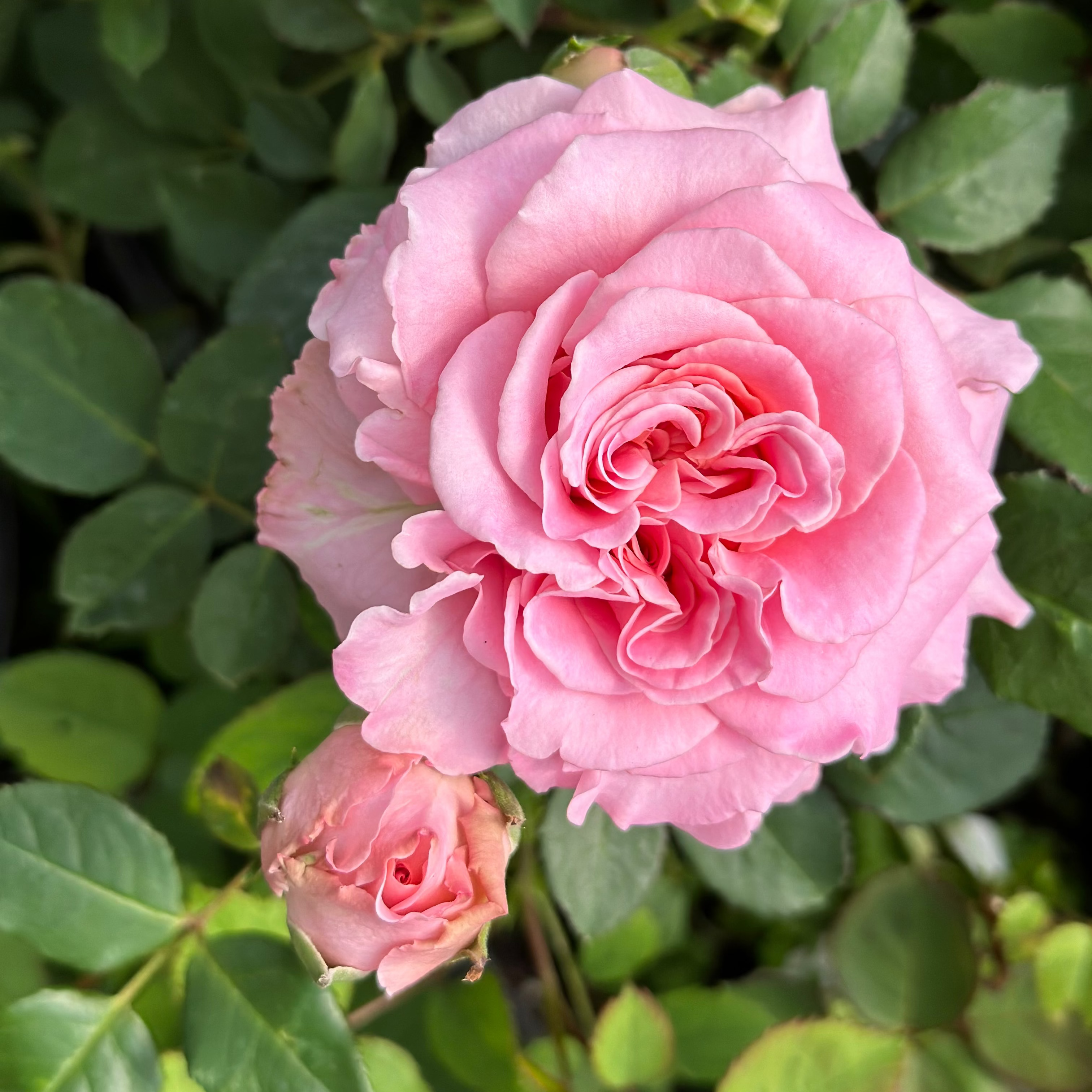Gracie’s Blooms & Branches™ Bundles - Ashley