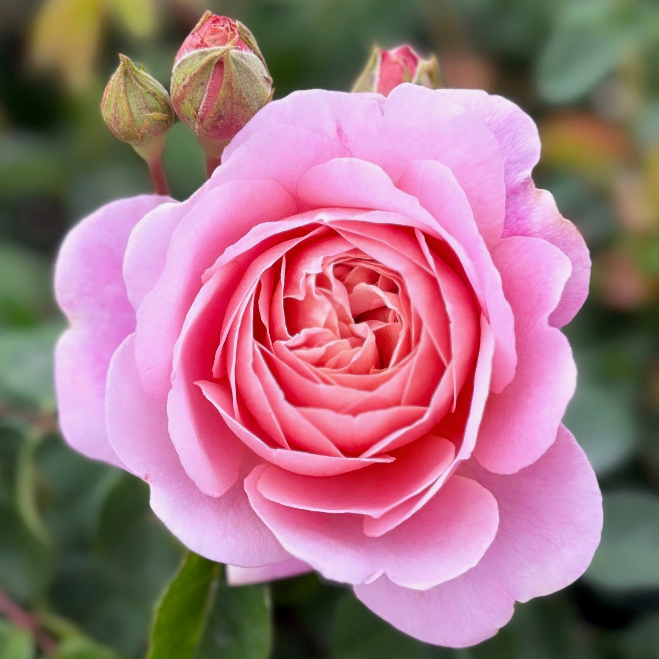 David Austin® Eustacia Vye® Potted Rose Bush