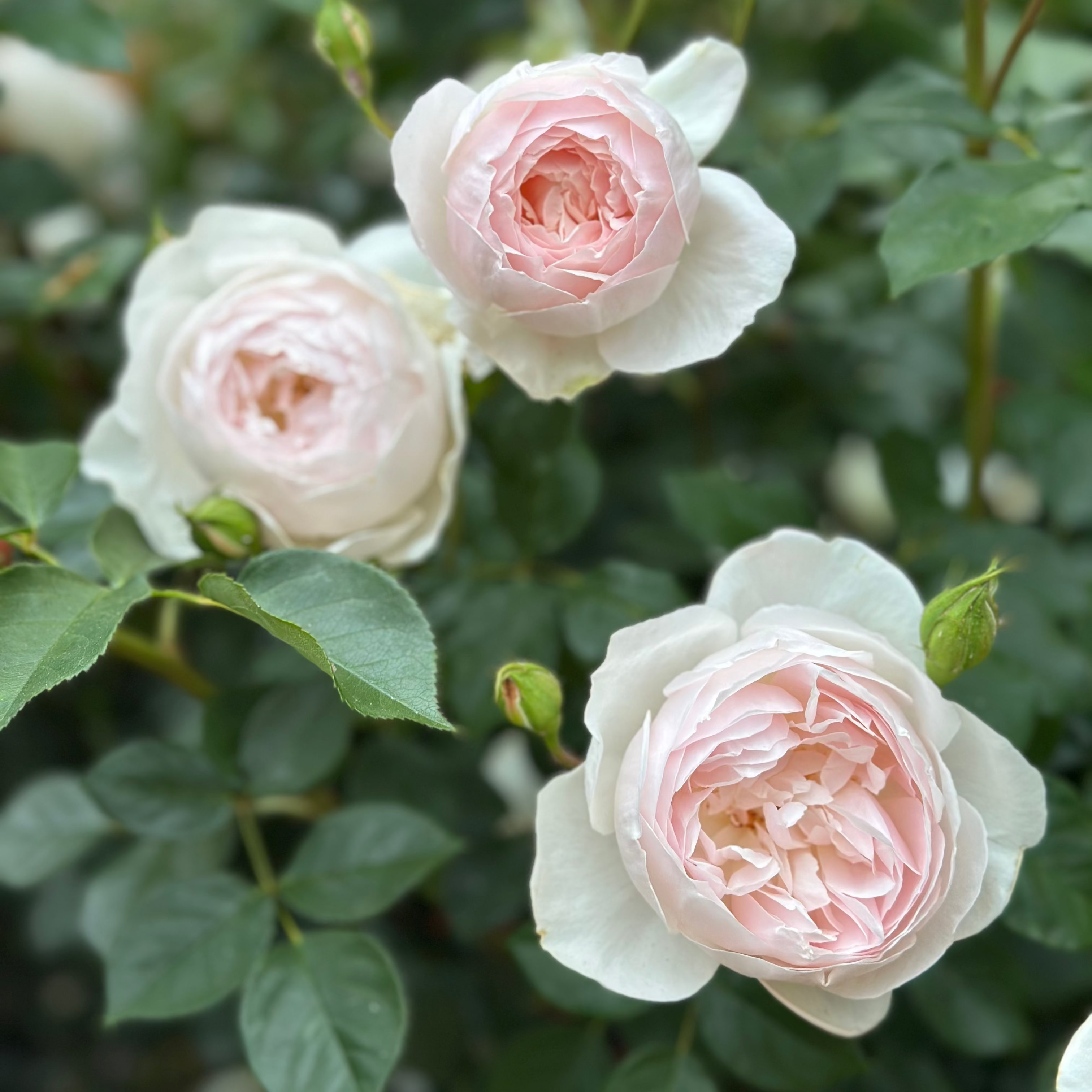 David Austin® Desdemona™ Potted Rose Rose