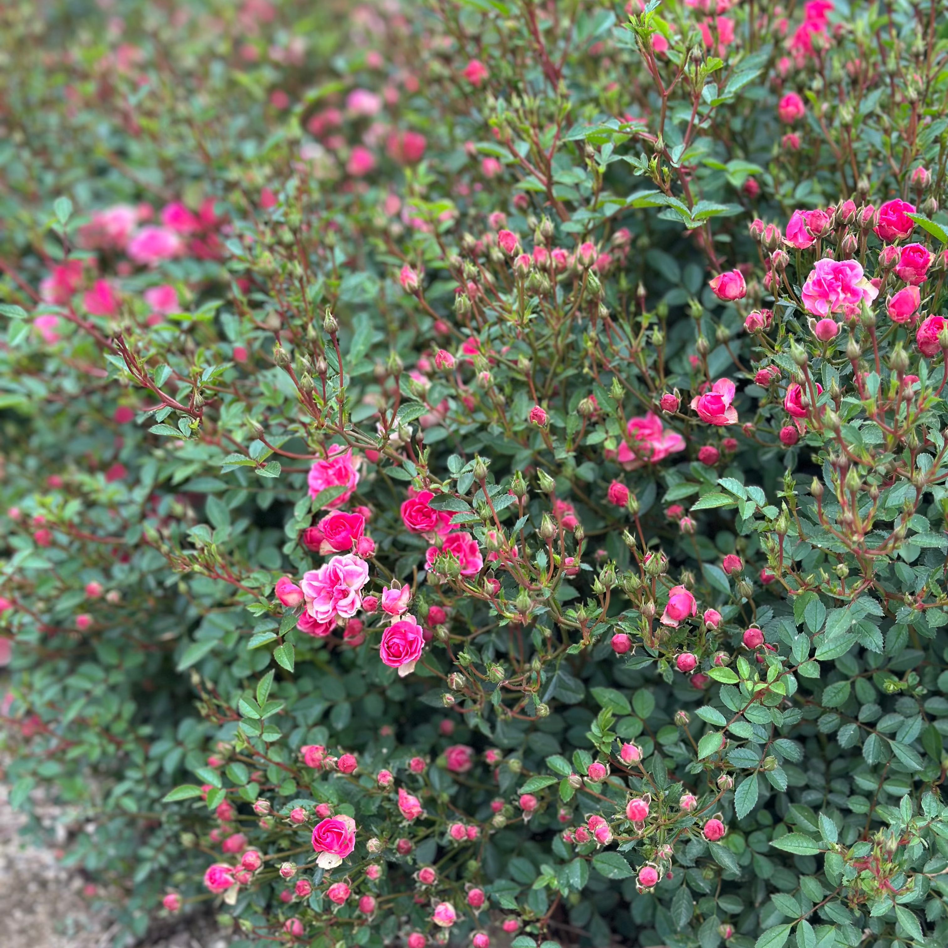 Wanderlust Roses™ Pink Tumbleweed™ Potted Rose Bush