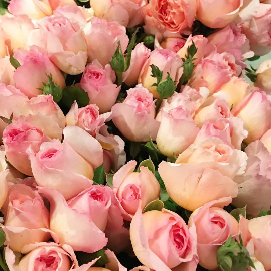 Princess Charlene de Monaco® Tree Rose Bush