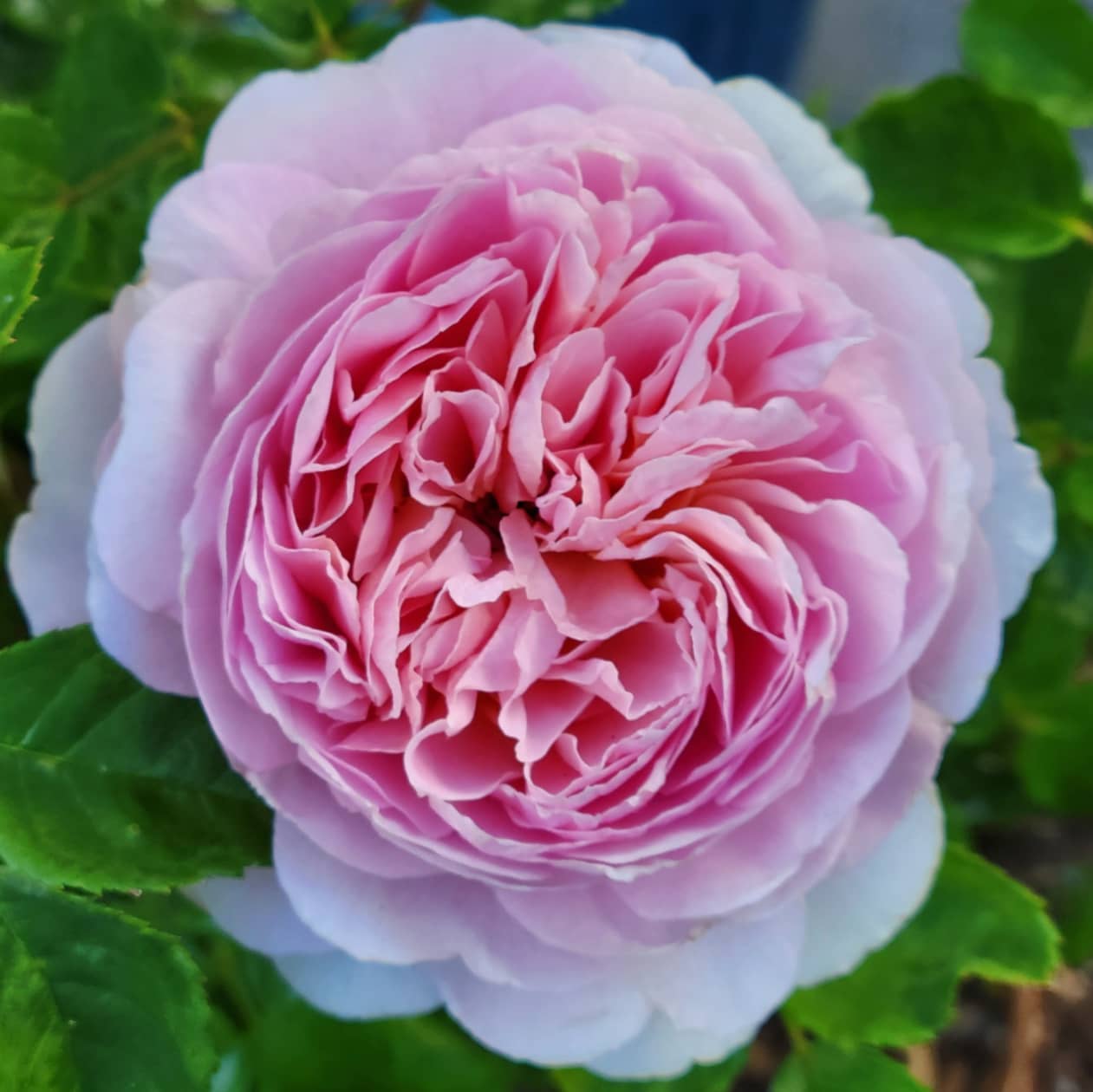 David Austin® Eustacia Vye® Potted Rose Bush