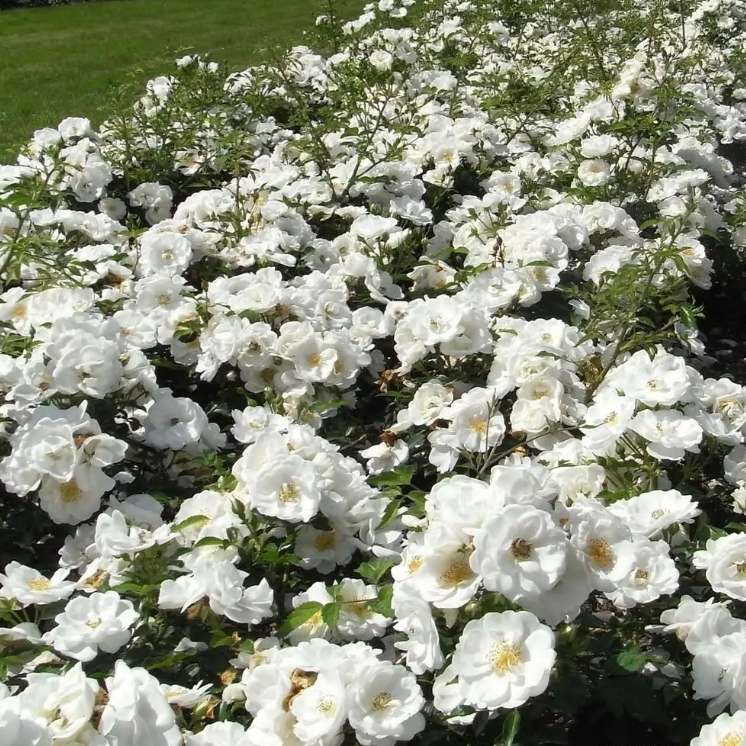 Vigorosa® Innocencia Bare Root Rose Bush