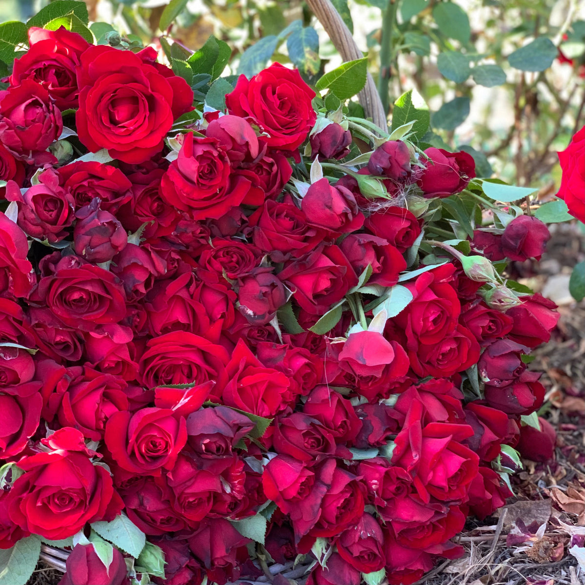 Ingrid Bergman® Potted Rose Bush