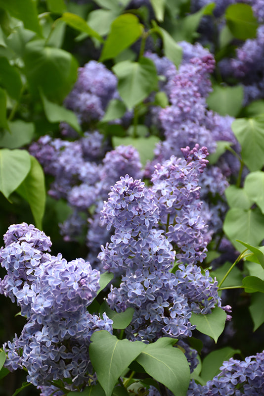 Wedgewood Blue Bare Root Lilac Bush