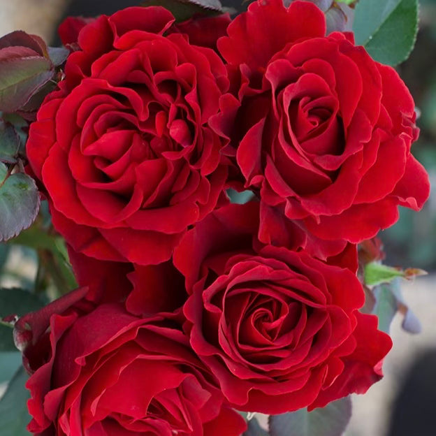 Dancing in the Dark™ Bare Root Rose Bush