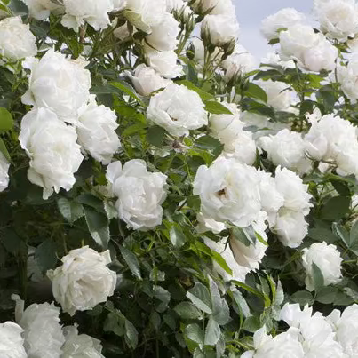 Meidiland® White Potted Rose Bush