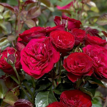 In The Mood™ Potted Rose Bush