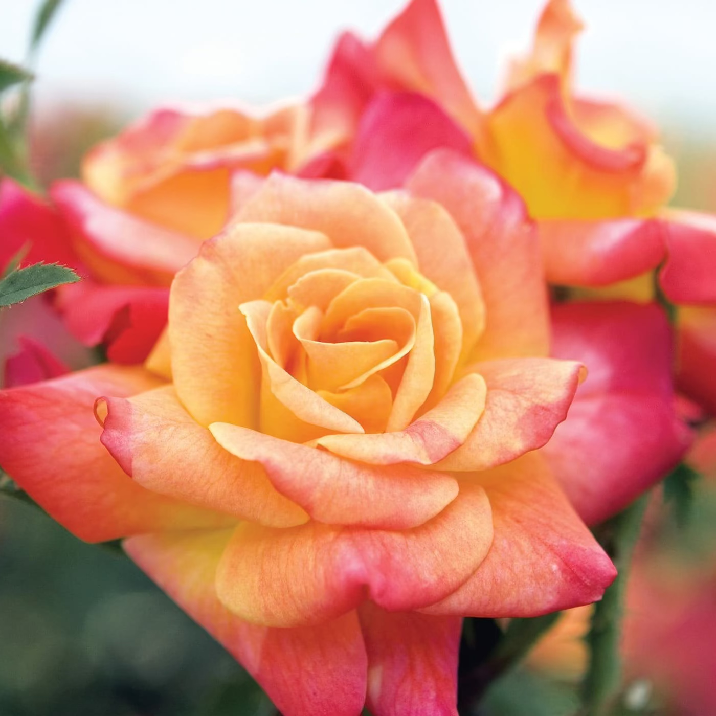 Joseph's Coat Bare Root Climbing Rose