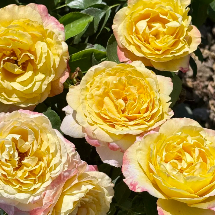 Joyride™ Bare Root Rose Bush