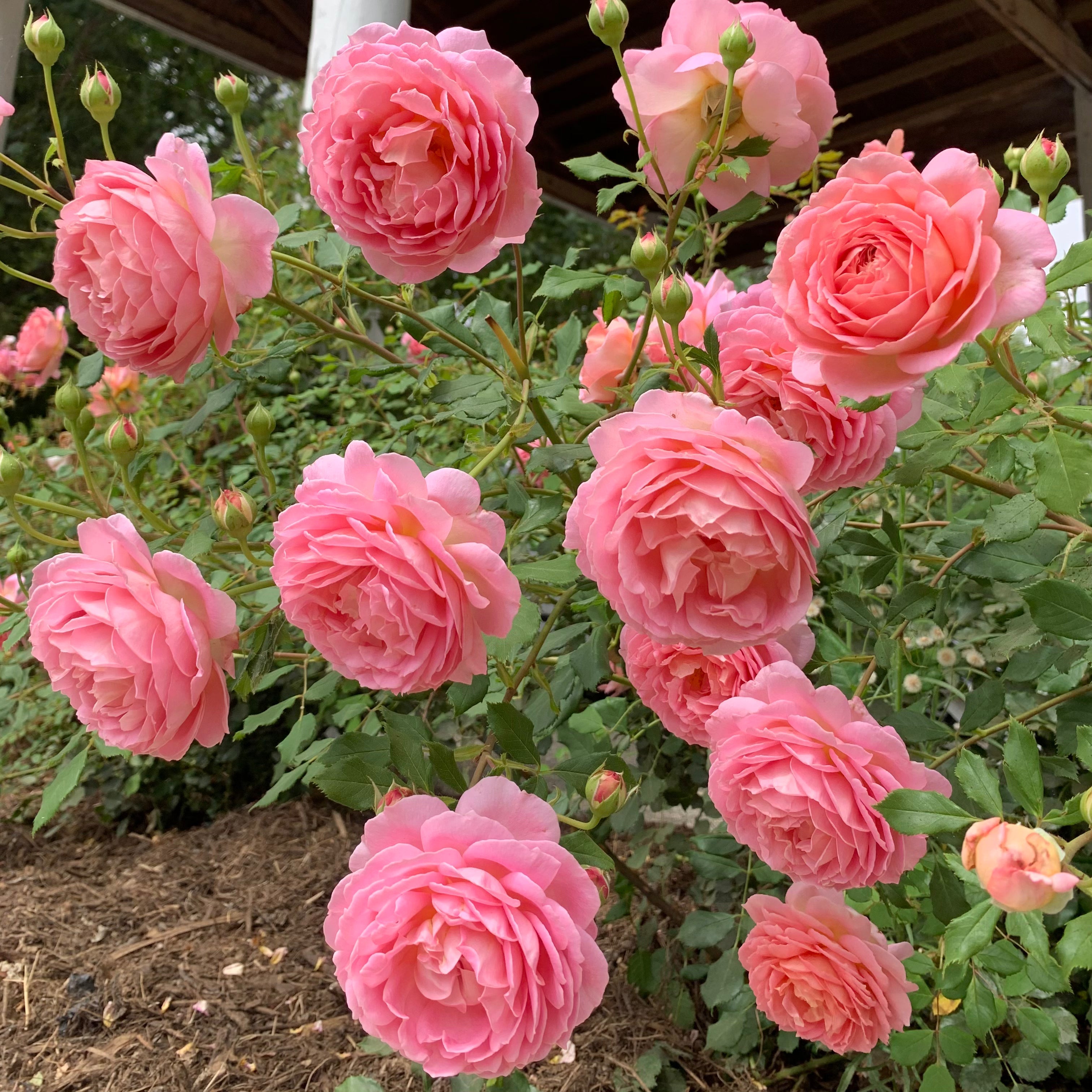 David Austin® Jubilee Celebration® Potted Rose Bush