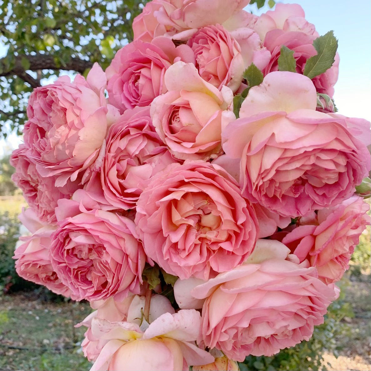 David Austin® Jubilee Celebration® Potted Rose Bush