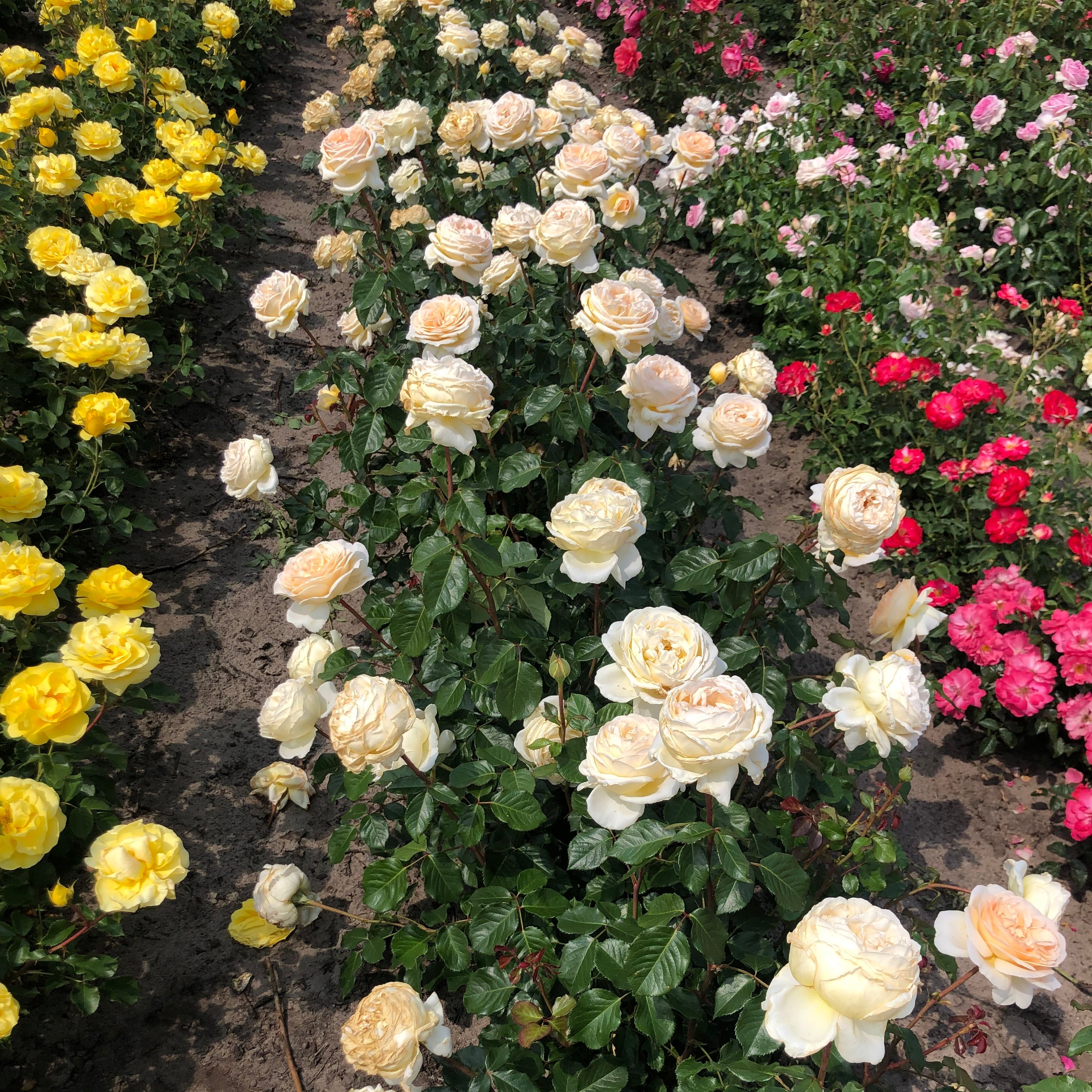 Wilhelmina-Grace™ Bare Root Rose Bush