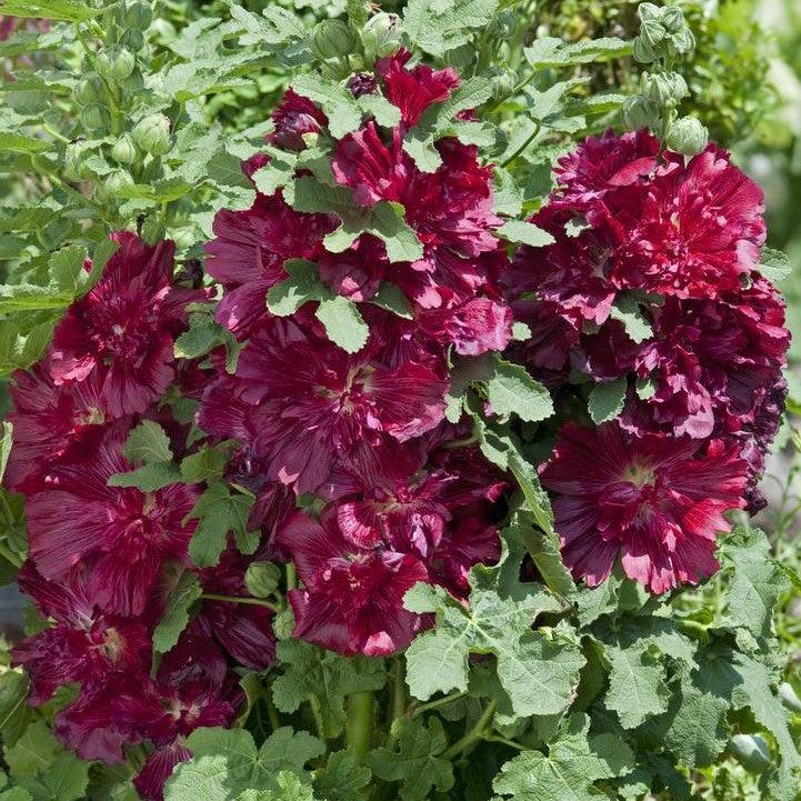 Hollyhock Spring Celebrities™ Potted Crimson Hollyhock Plant