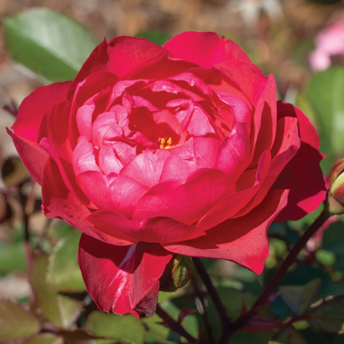 Triple Knock Out® Bare Root Tree Rose