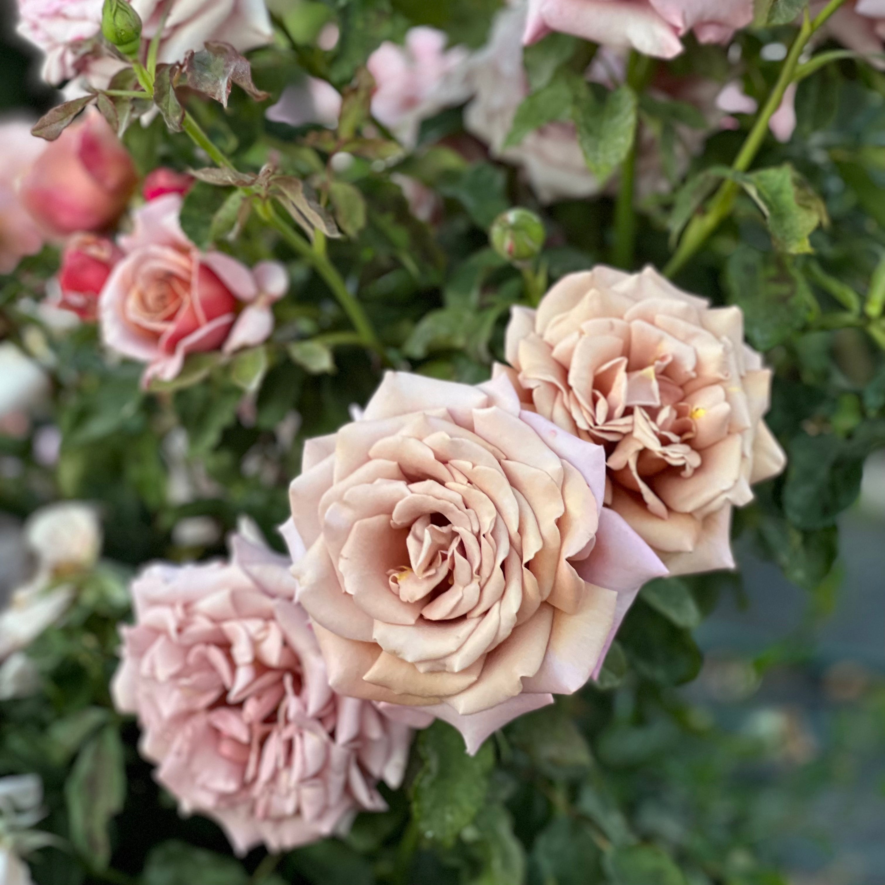 Koko Loko™ Potted Tree Rose