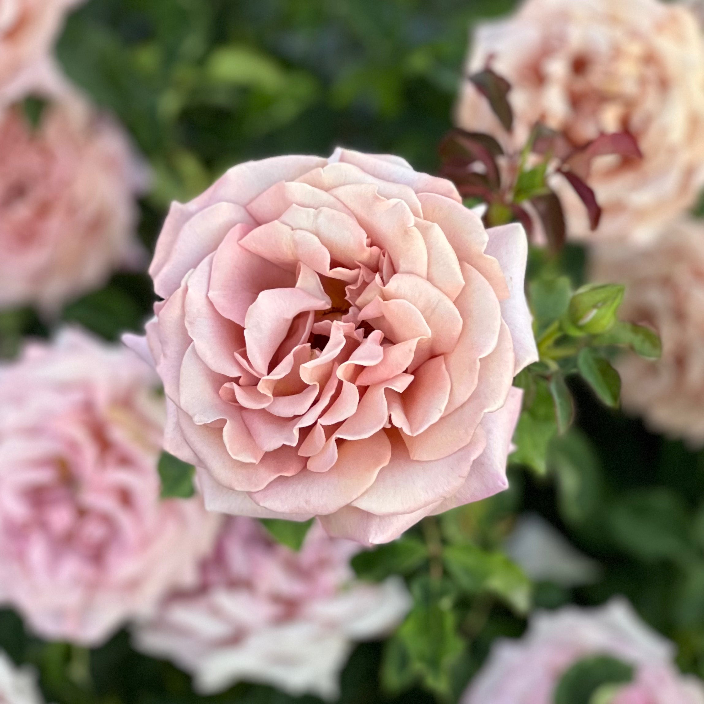 Koko Loko™ Bare Root Rose Bush