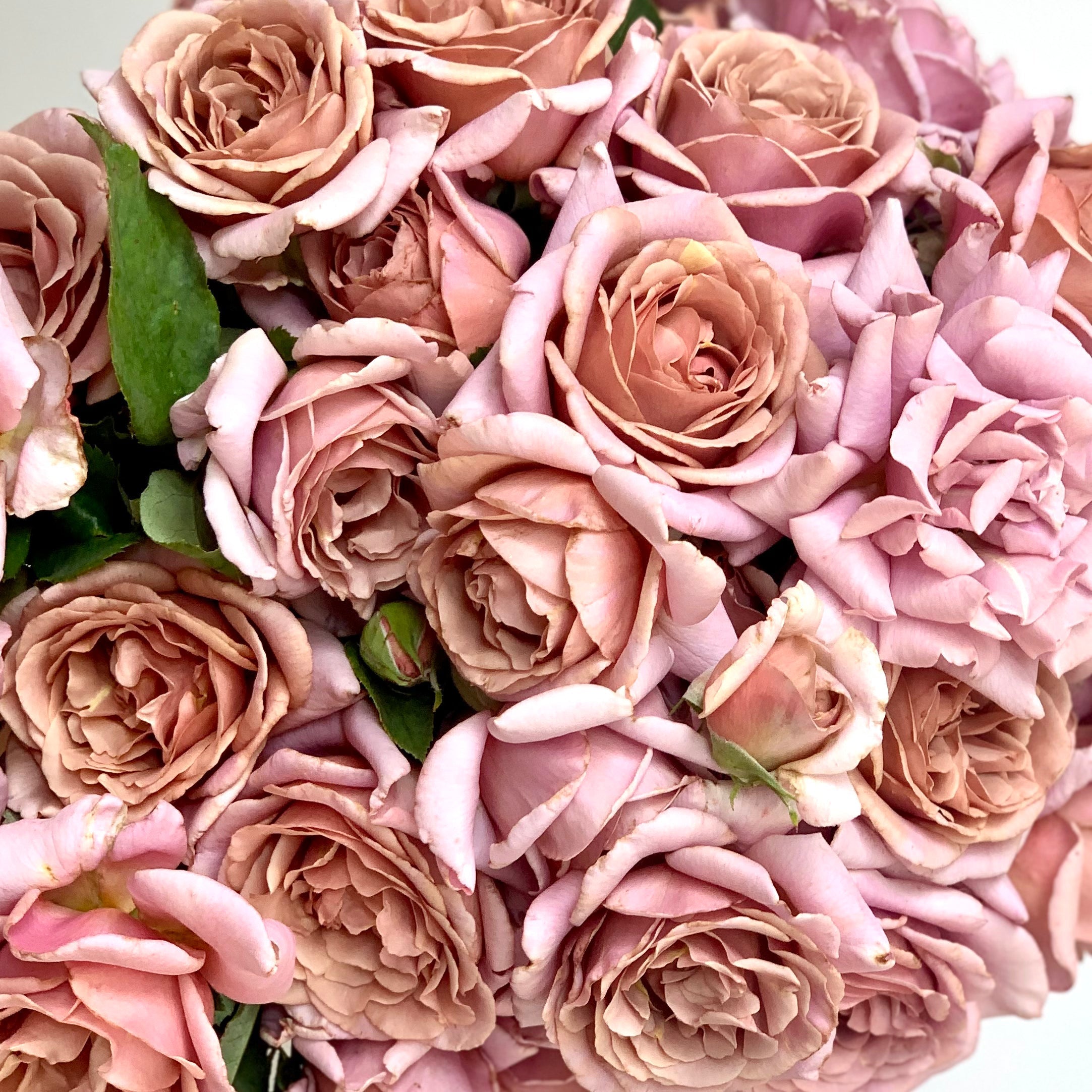 KoKo Loko™ Potted Tree Rose