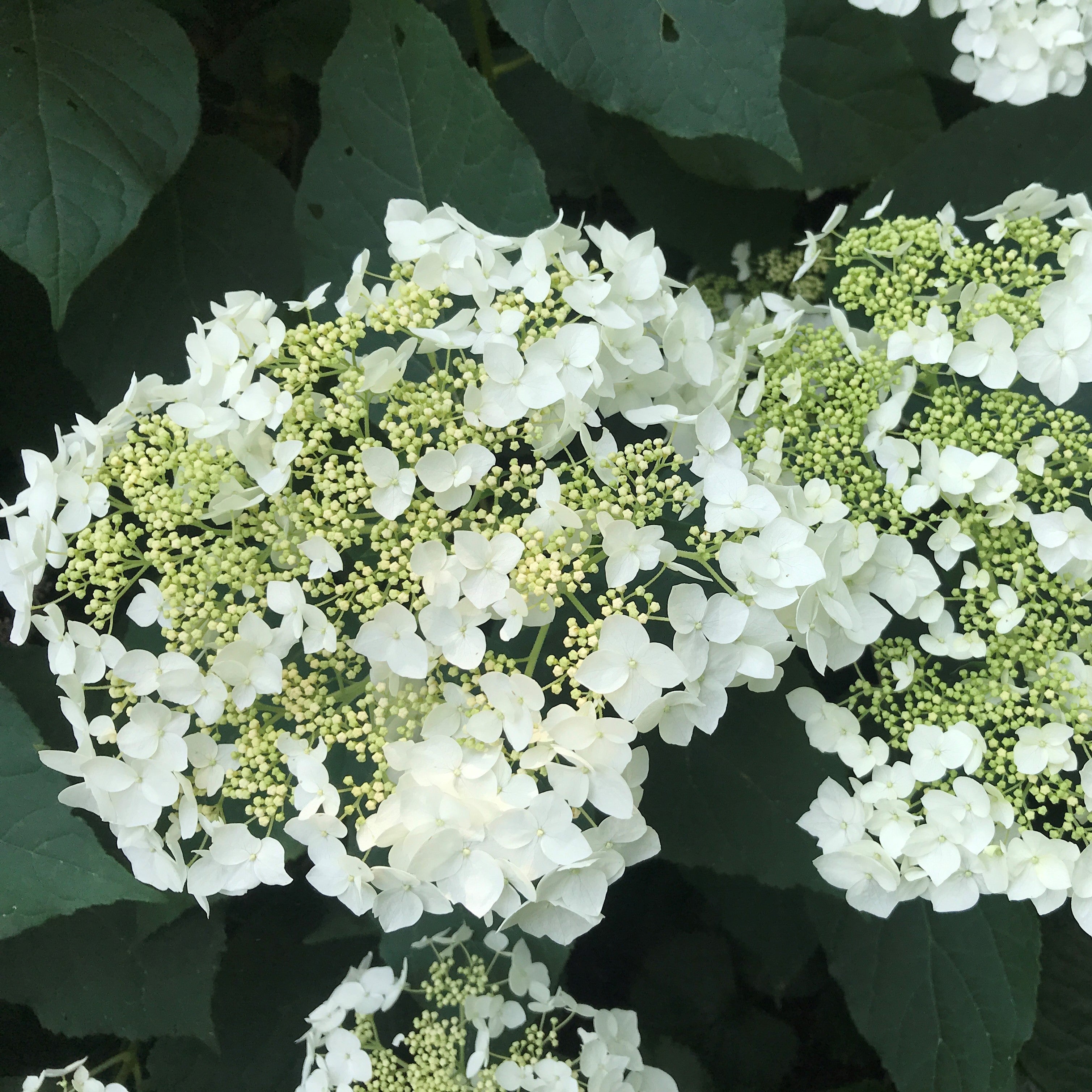 Hydrangea Haas Halo Potted Smooth Hydrangea Bush