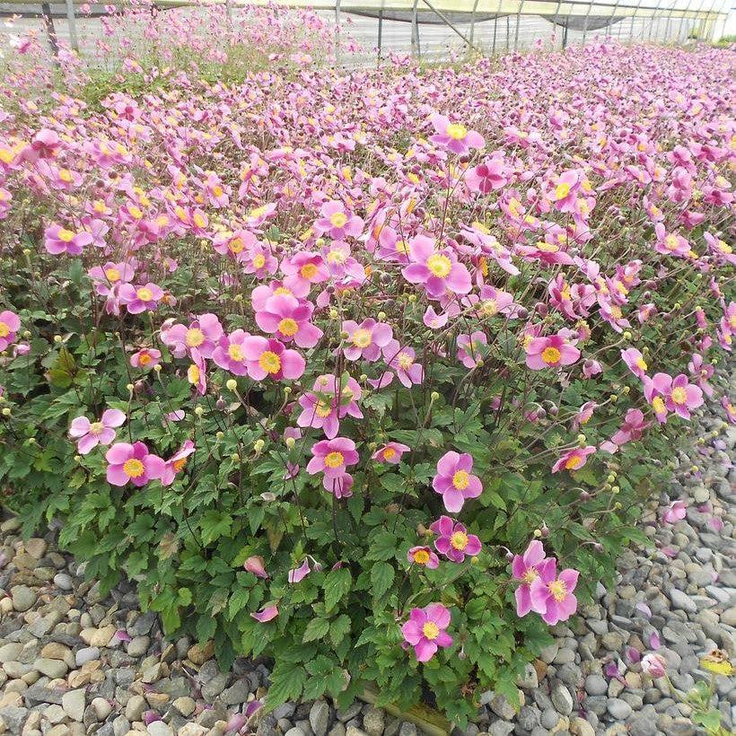 Anemone Lucky Charm Potted Anemone Plant