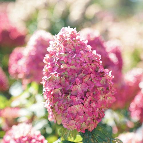 Proven Winners® Limelight Prime® Hydrangea Potted Hydrangea