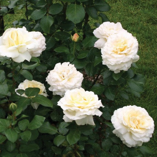 Eleganza® La Perla™ Bare Root Rose Bush
