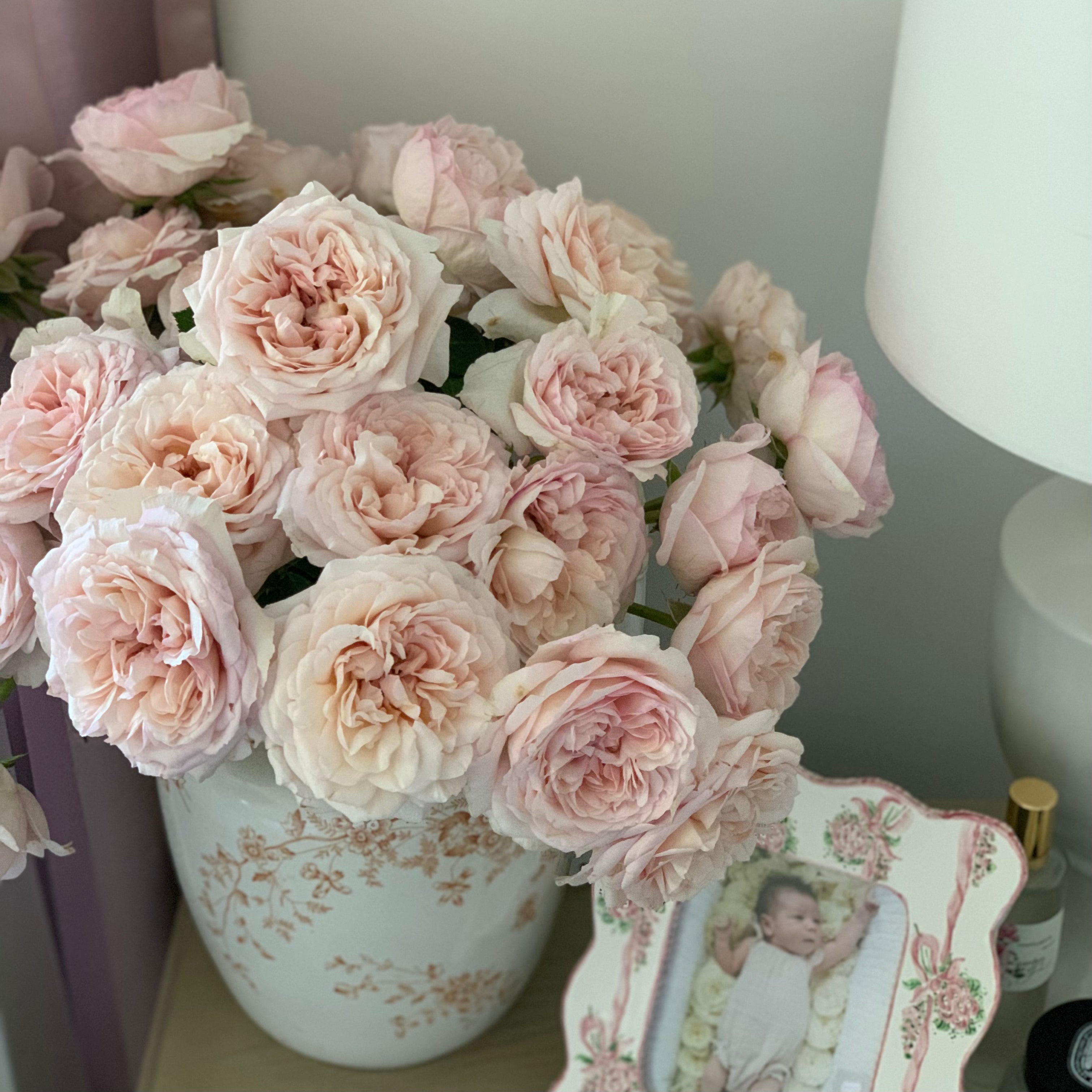 David Austin® The Lady Gardener® Potted Rose Bush