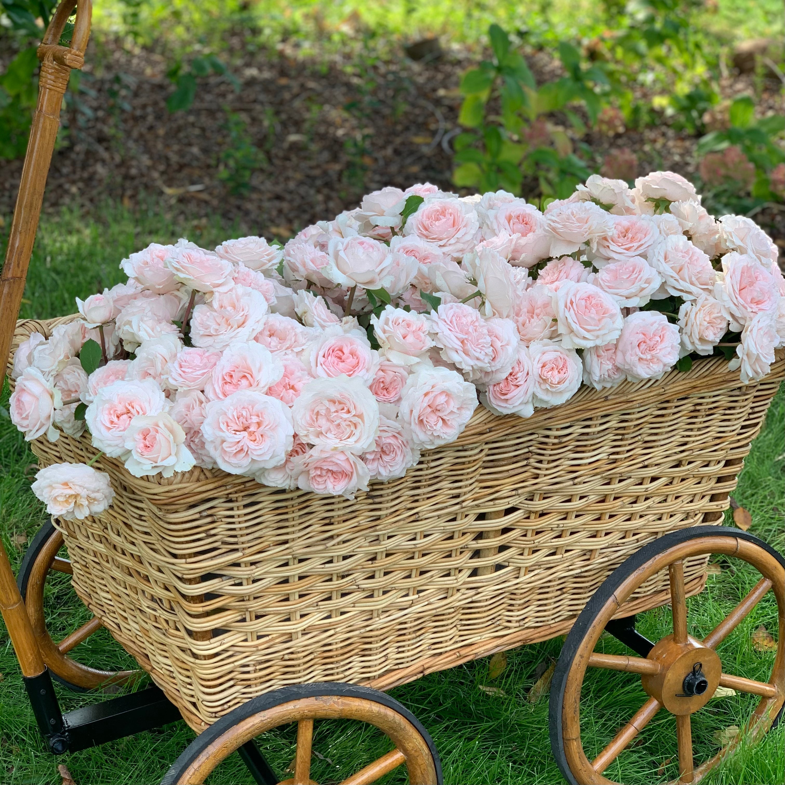 David Austin® The Lady Gardener® Potted Rose Bush