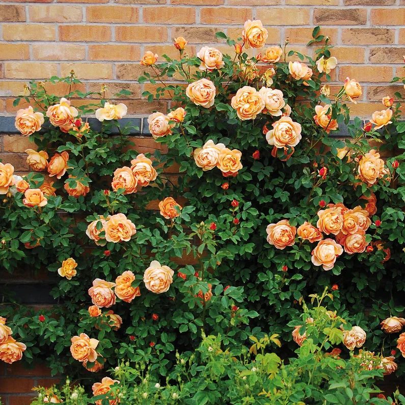 David Austin® Lady of Shalott™ Potted Rose Bush