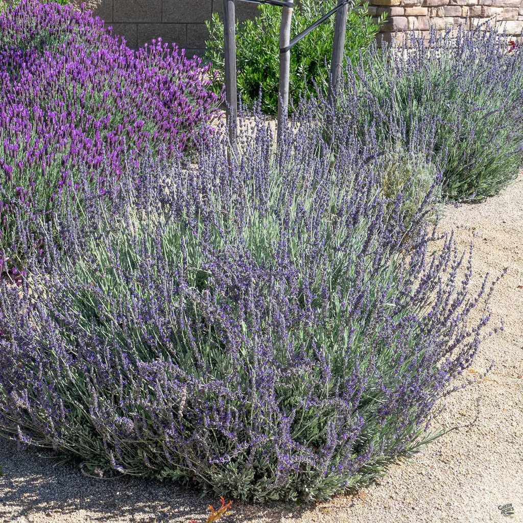 Lavender - Gingins 'Goodwin Creek Gray'