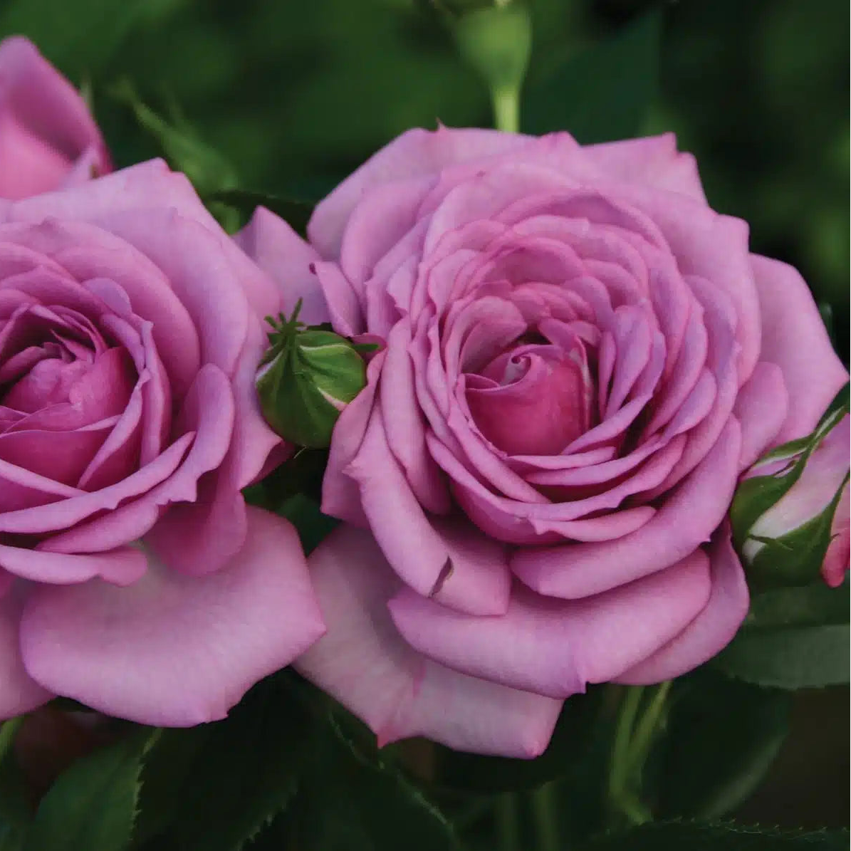Veranda® Lavender™ Bare Root Rose Bush
