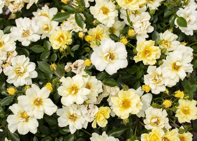 Ribbons of Roses™ Bundles of Bare Root Roses - Lemon Drift® - Pack of 10