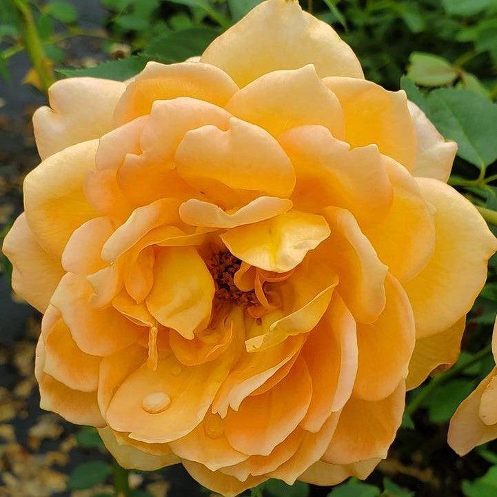 David Austin® Lady of Shalott™ Potted Rose Bush