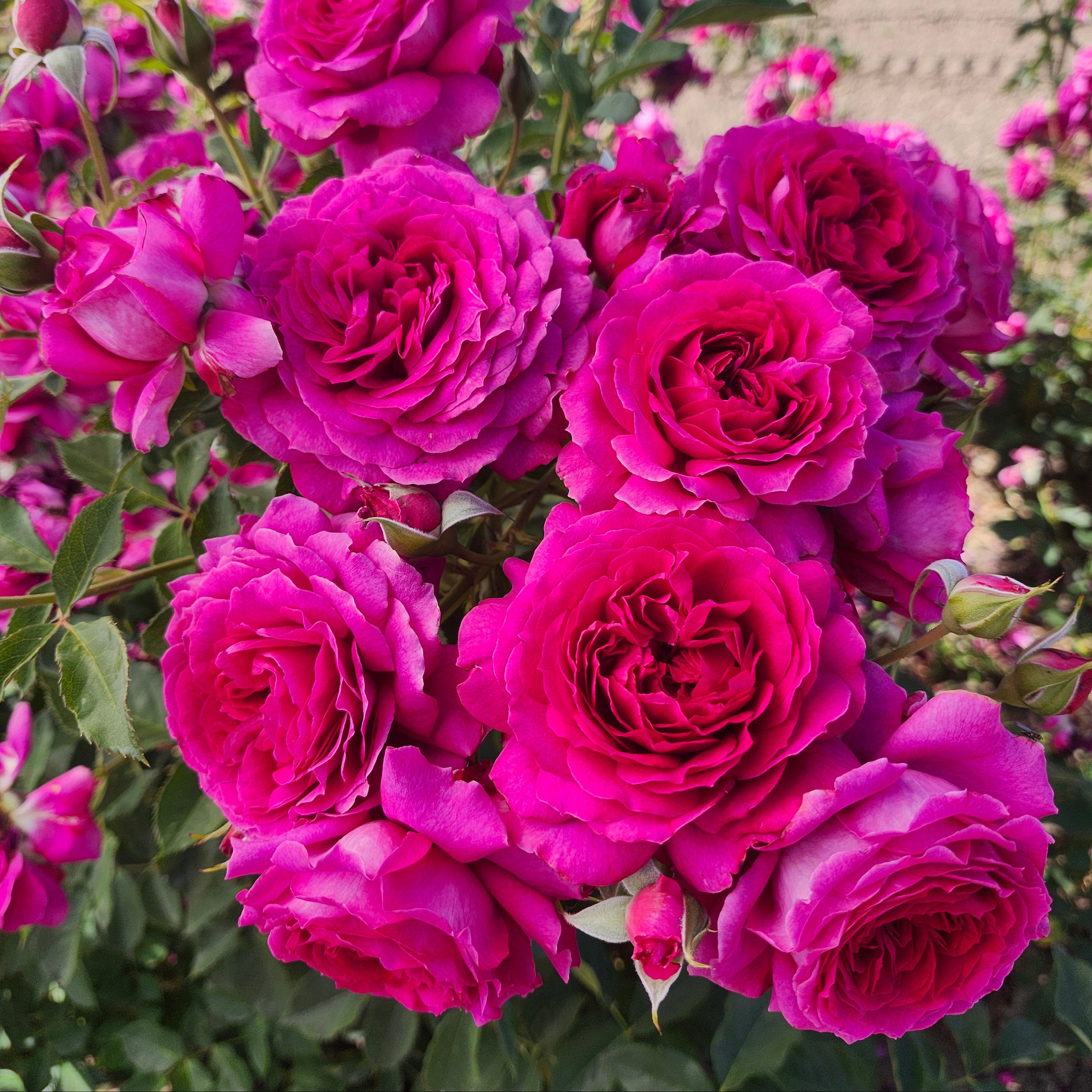 Light Years Away Potted Rose Bush