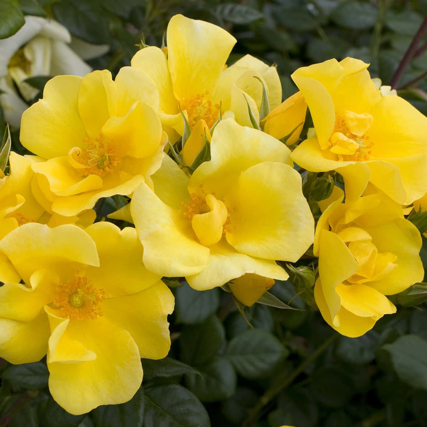 Limoncello™ Potted Rose Bush