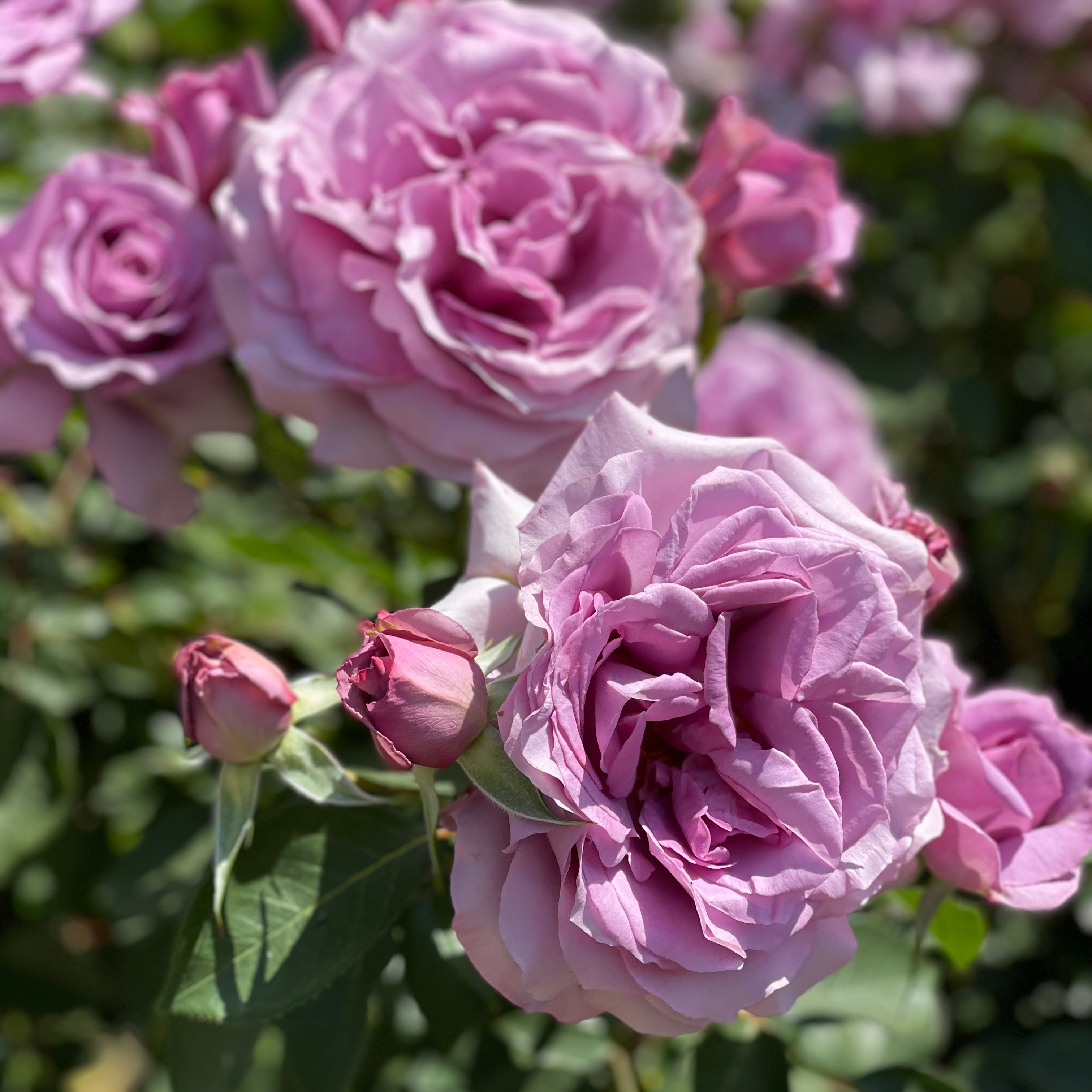 Love Song™ Potted Tree Rose