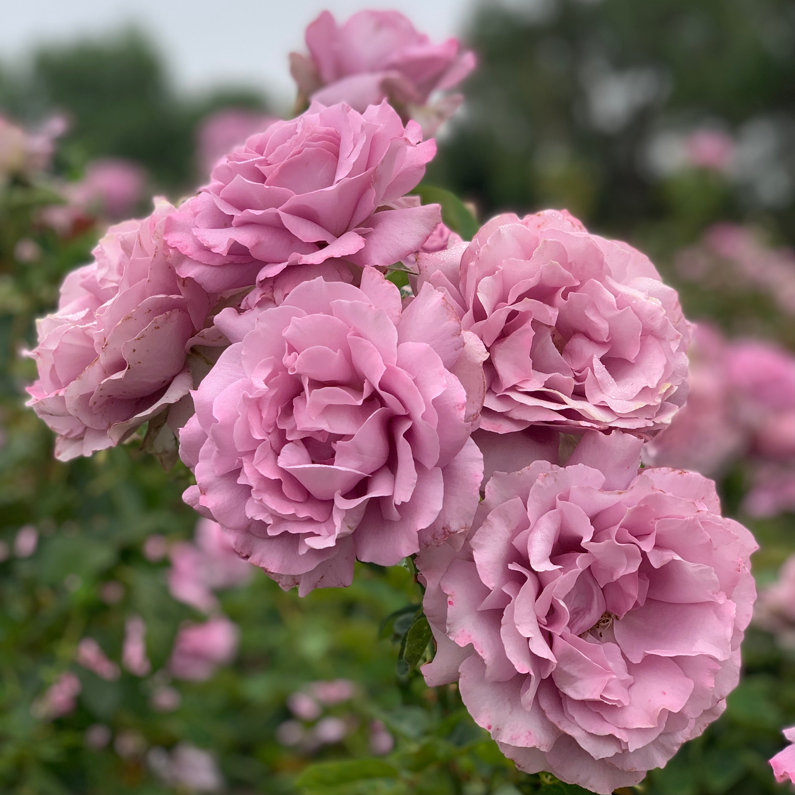 Love Song™ Potted Tree Rose