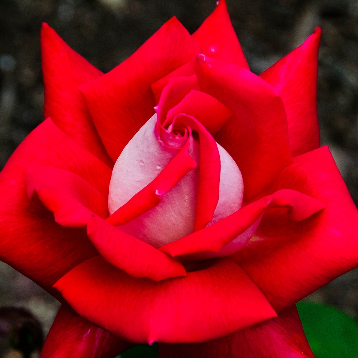 Love™ Bare Root Rose Bush