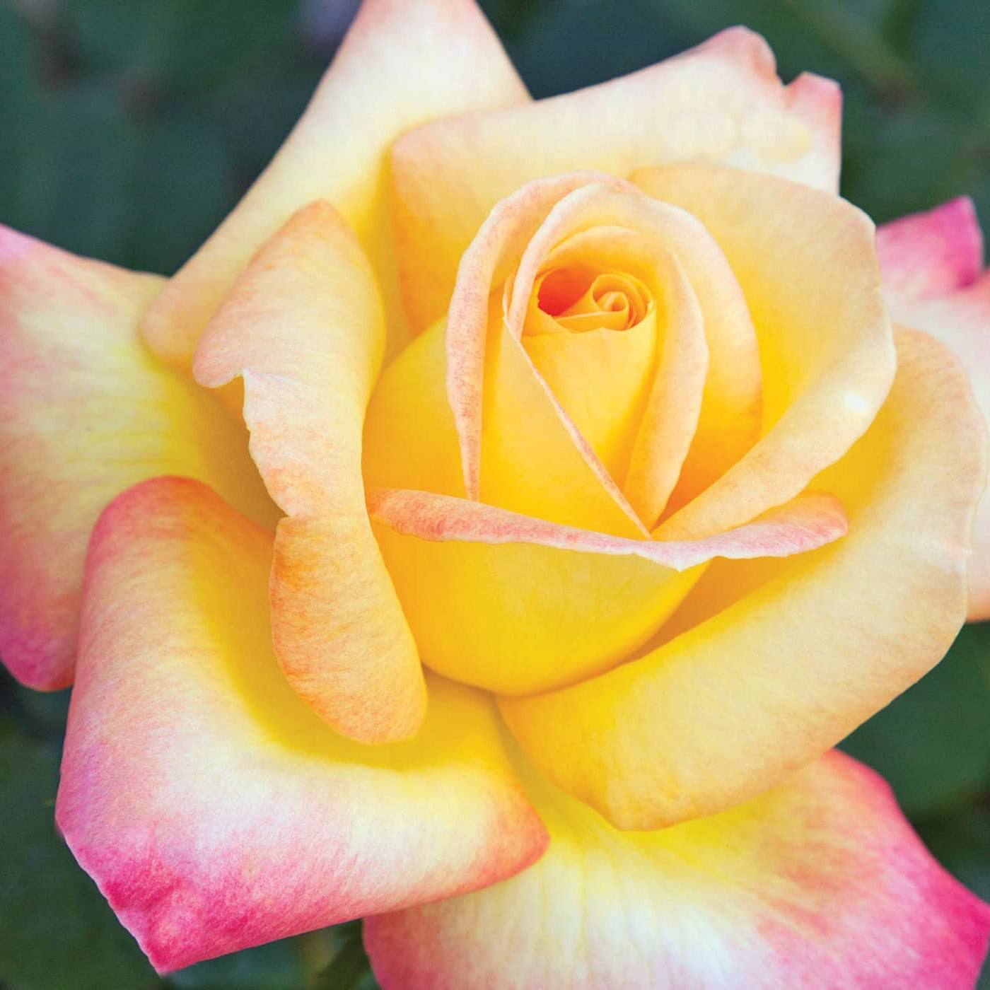 Love & Peace® Potted Rose Bush