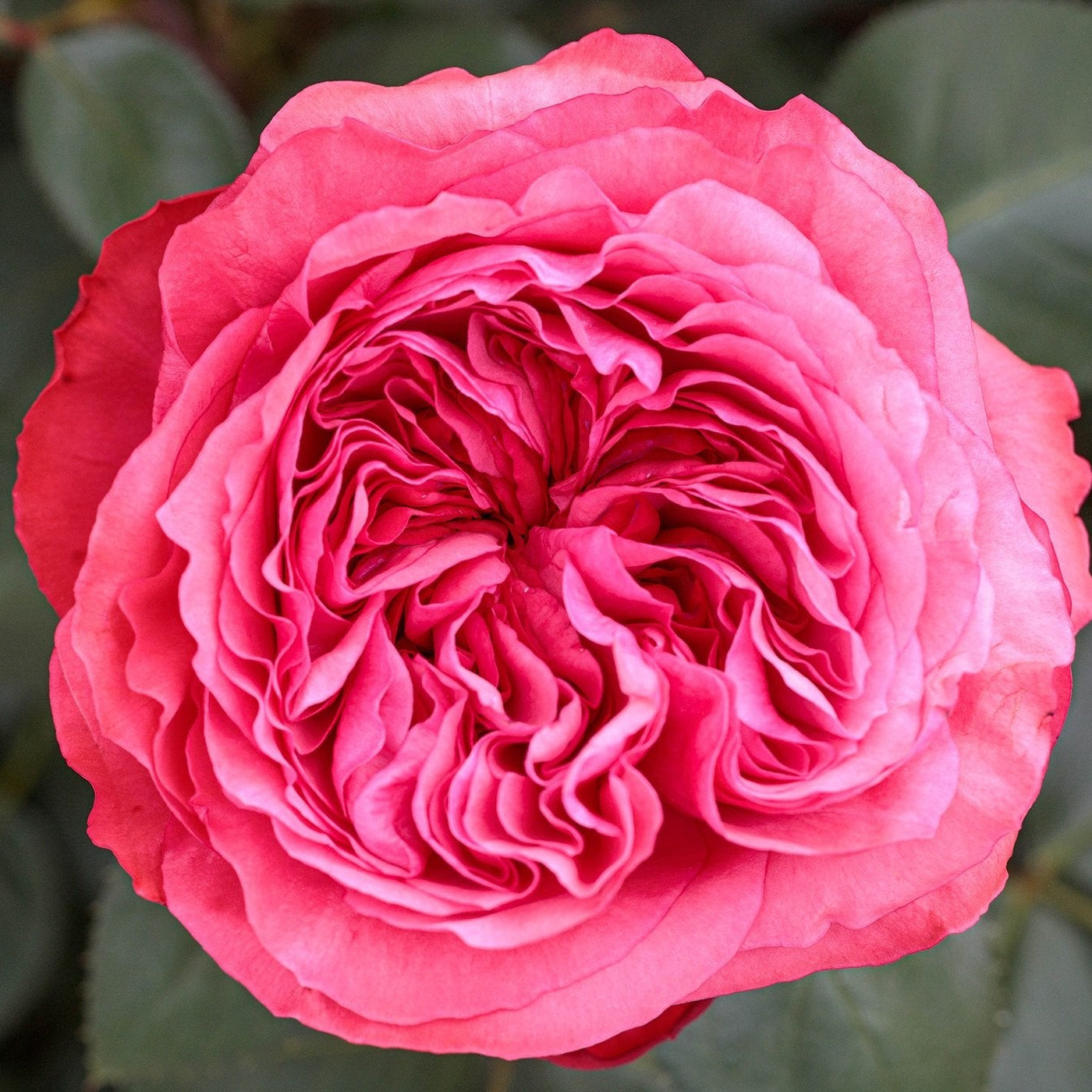 Loves Me, Loves Me Not™ Potted Rose Bush