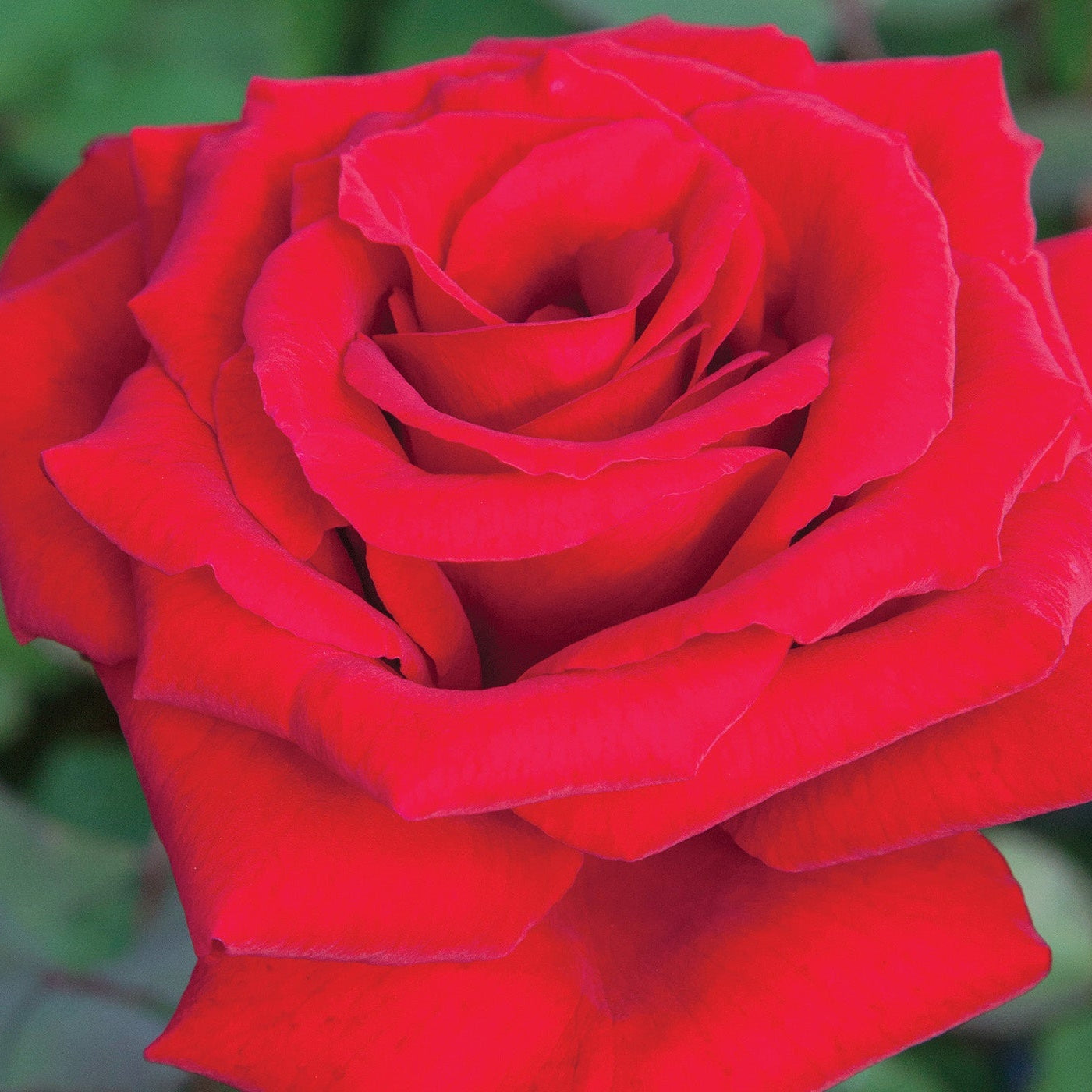 Love's Promise™ Bare Root Rose Bush