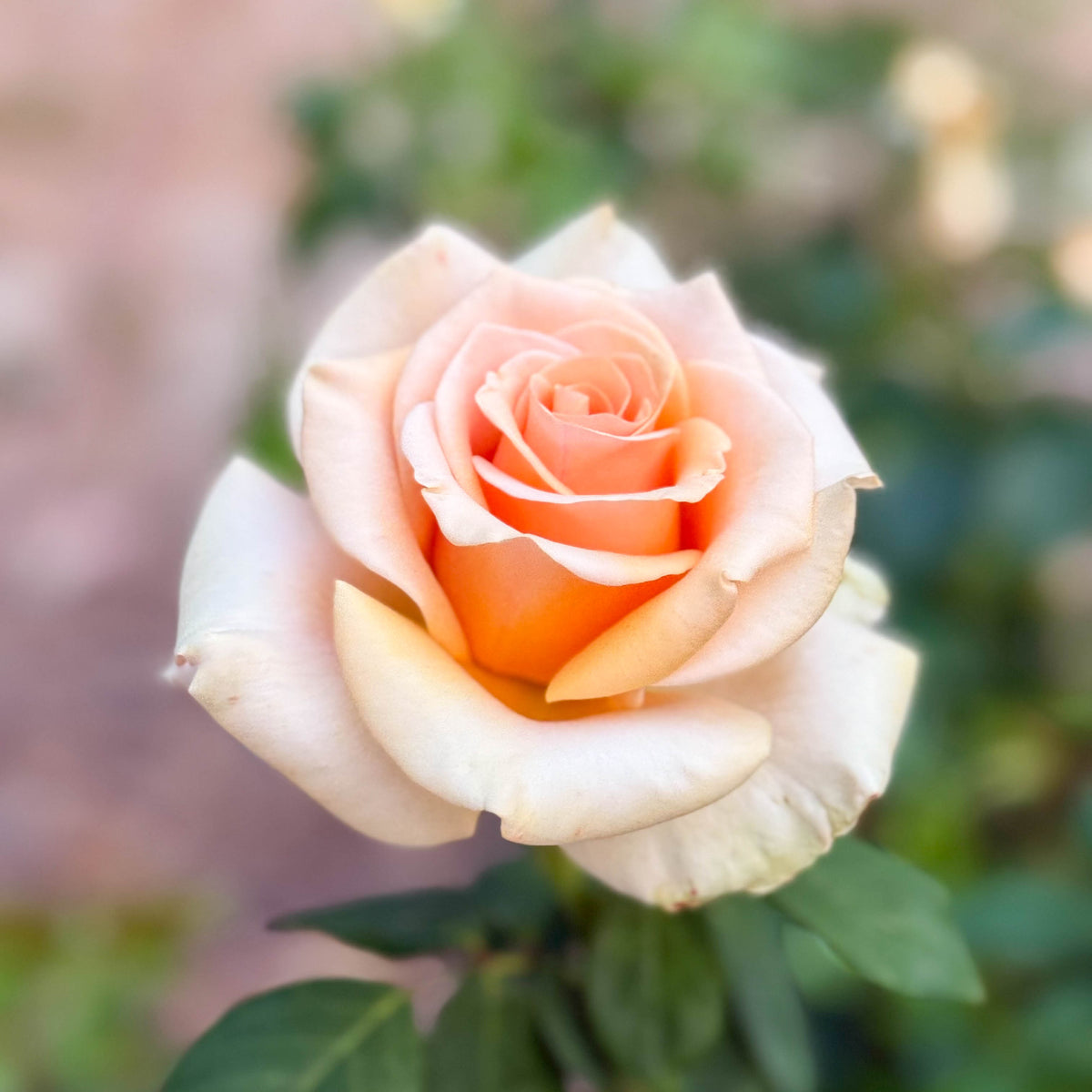 Marilyn Monroe™ Bare Root Rose Bush